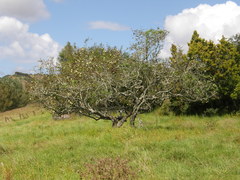 Quitte (Cydonia oblonga): Herkunft und Verwendung — Foto 3
