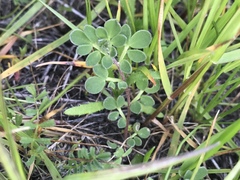 Acmispon wrangelianus