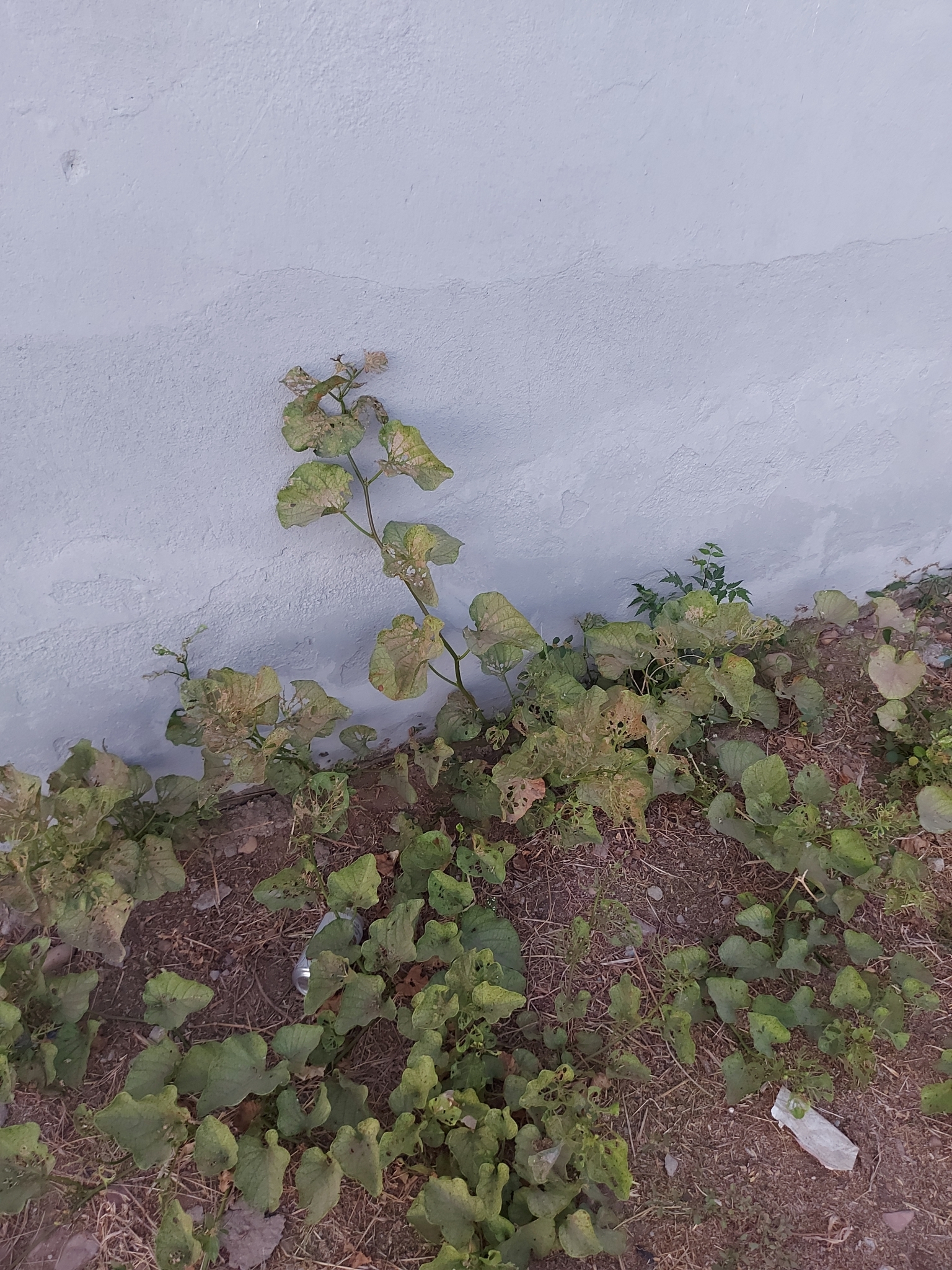 Ipomoea asarifolia