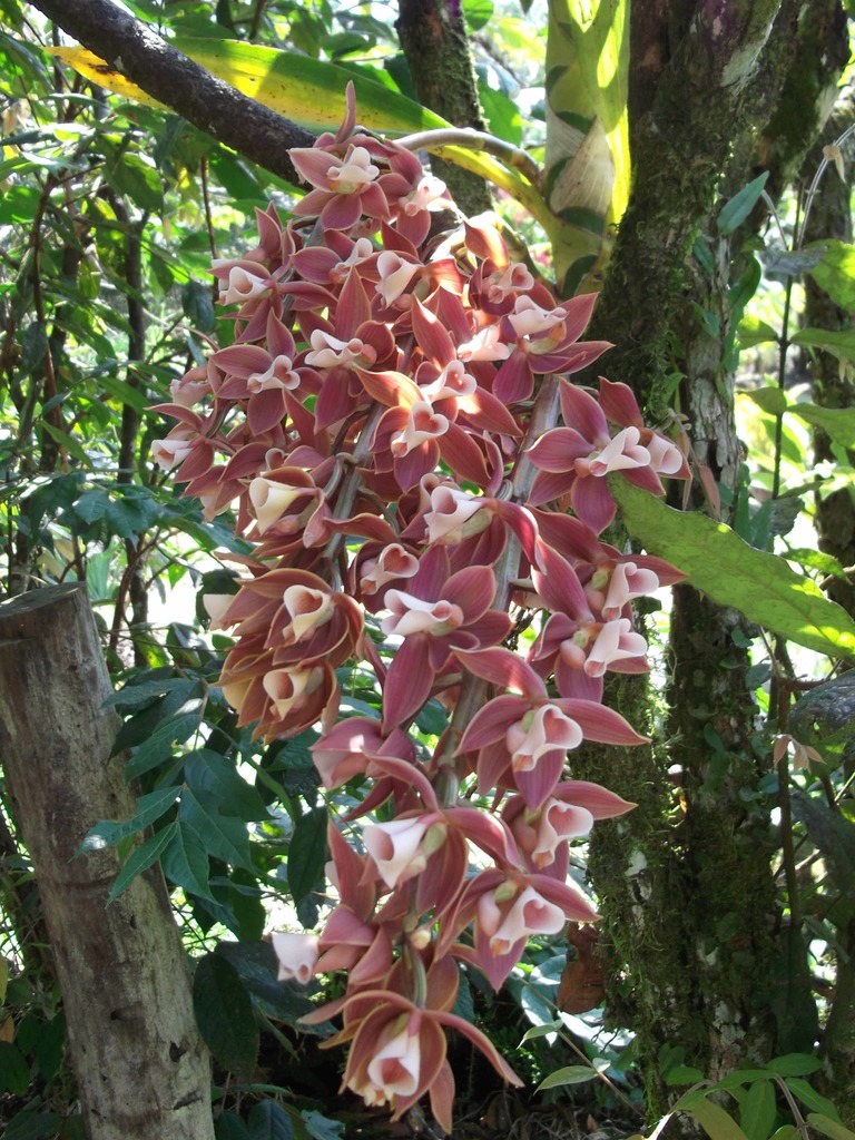 Mormodes andreettae