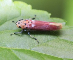 Bothrogonia albidicans