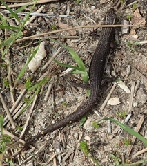 Xantusia vigilis