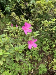 Rhododendron pulchrum phoeniceum