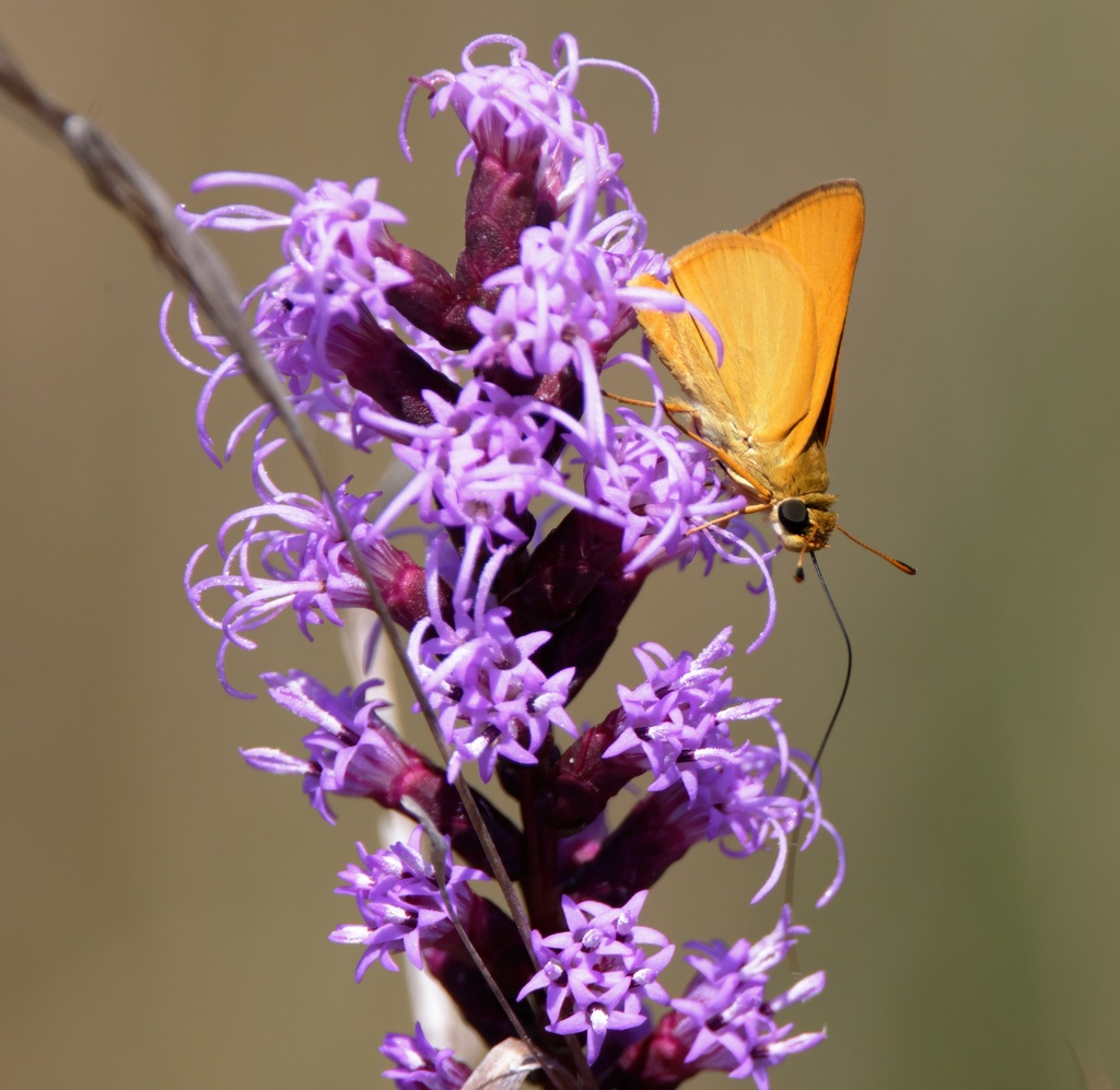 Delaware skipper from jackson county ms usa on september 16 2023 at