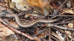 Batrachoseps gavilanensis