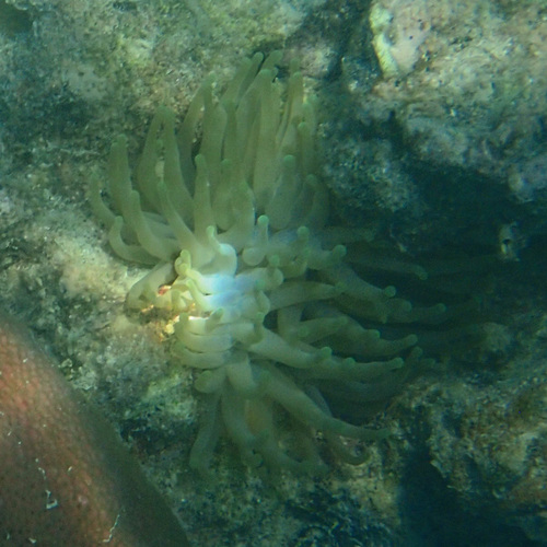 Condylactis gigantea