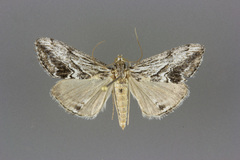 Evergestis simulatilis