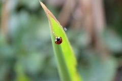 Coelophora biplagiata
