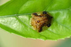 Laccoptera nepalensis