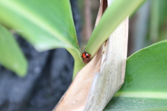 Coelophora biplagiata