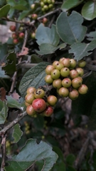 Xylosma spiculifera