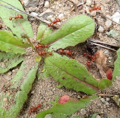 Pogonomyrmex californicus