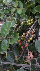 Xylosma spiculifera