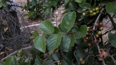 Xylosma spiculifera