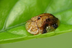 Laccoptera nepalensis