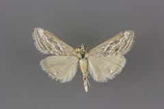 Evergestis vinctalis
