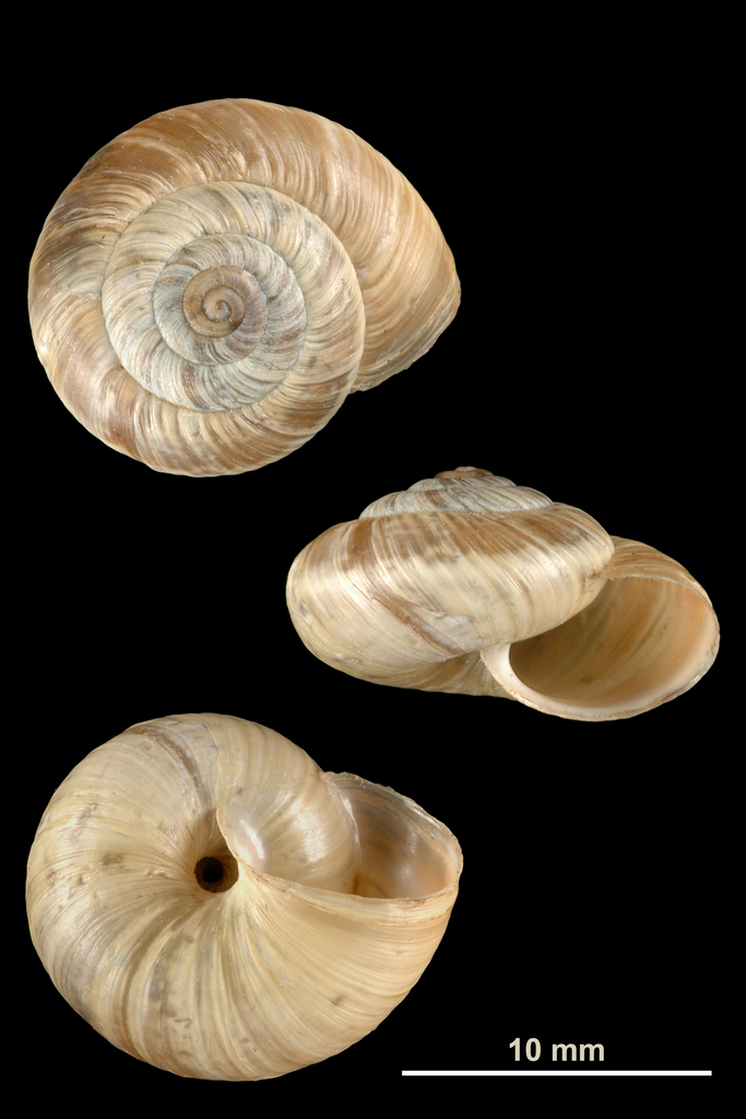 Pyrenaearia carascalensis