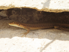 Dahl's Lizard photo 2