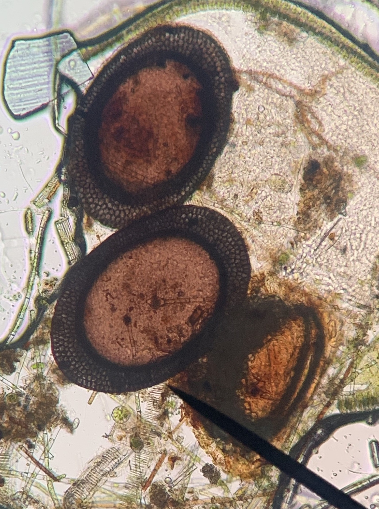 Plumatella casmiana Oka, 1907
