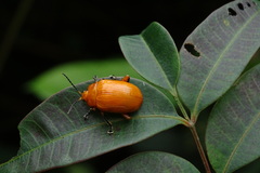 Podontia lutea
