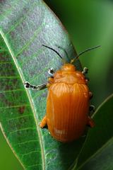 Podontia lutea