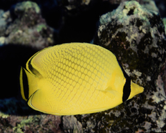 Chaetodon rafflesii