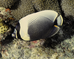 Chaetodon reticulatus