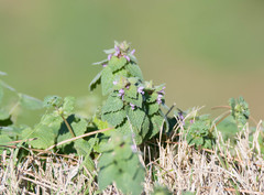Lamium purpureum purpureum