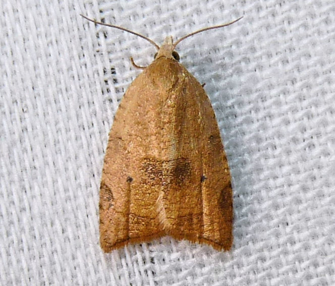Coelostathma
