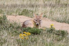 Vulpes velox