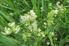 Galium mollugo