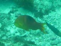 Bodianus atrolumbus
