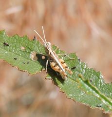 Eupnigodes sierranus