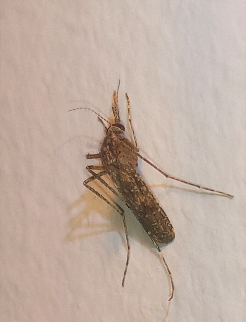 Mansonia pseudotitillans