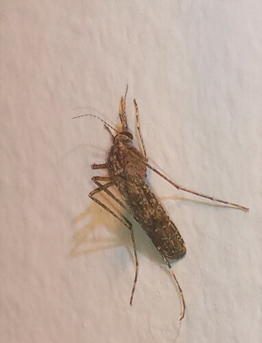 Mansonia pseudotitillans