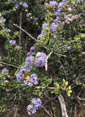 Ceanothus rigidus