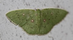 Comostola leucomerata