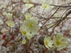 Hesperomecon linearis