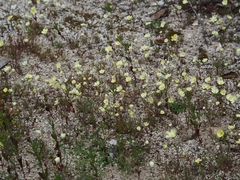 Hesperomecon linearis