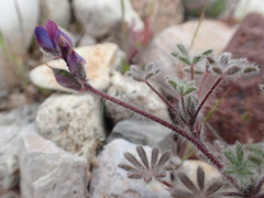 Lupinus concinnus
