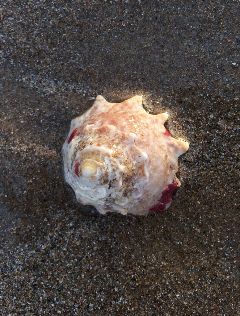 Astralium latispina