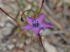 Gilia tenuiflora