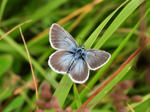 Silvery Argus