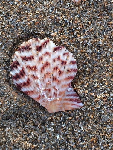 Caribachlamys ornata