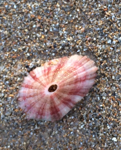 Fissurella itapema