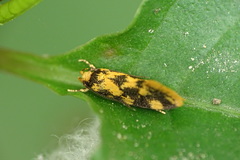 Autostichidae