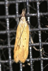 Dichomeris acuminatus