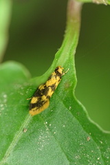 Autostichidae
