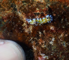 Goniobranchus vibratus