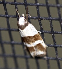 Eulechria triferella